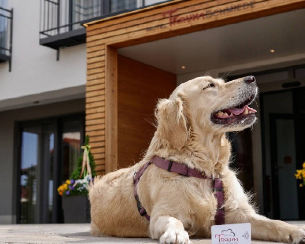 Ein junger Golden Retriever vor dem Hotel Traumschmiede blickt in die Sonne 