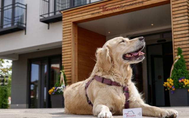 Ein junger Golden Retriever vor dem Hotel Traumschmiede blickt in die Sonne 