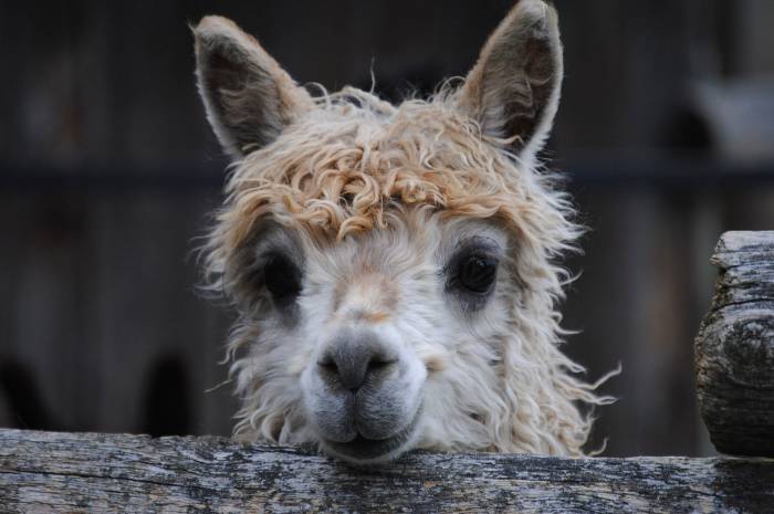 Alpaka Wanderung Picknick Tiere Genuss